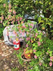 Currants and Gooseberries Fit Nicely into Your Orchard Understory Image